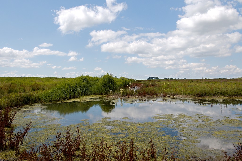 tiengemeten natuur natuurgebied natuurmonumenten hdr schotse hooglanders rien poortvliet museum eiland polder platteland